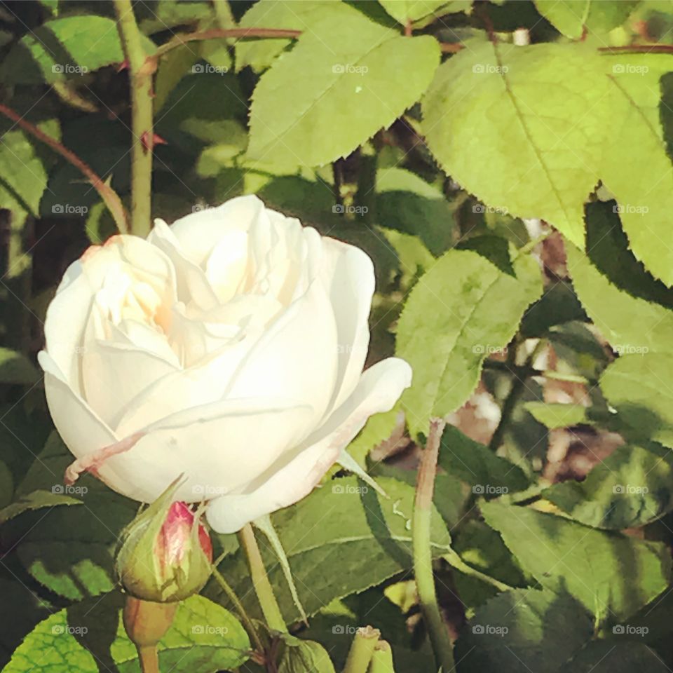White rose, England, October 2016