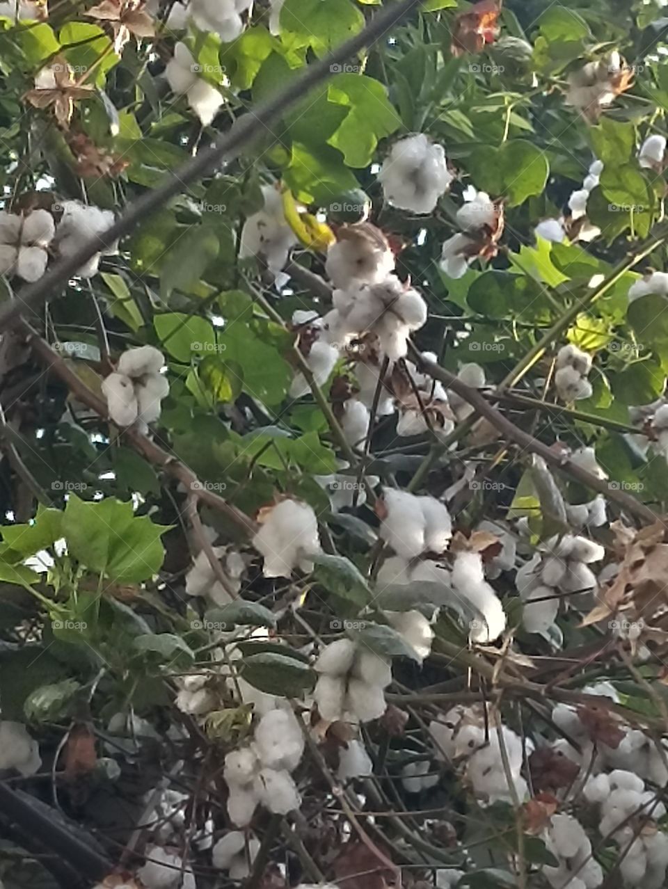 kpas Or cotton Tree with full blooming flowers