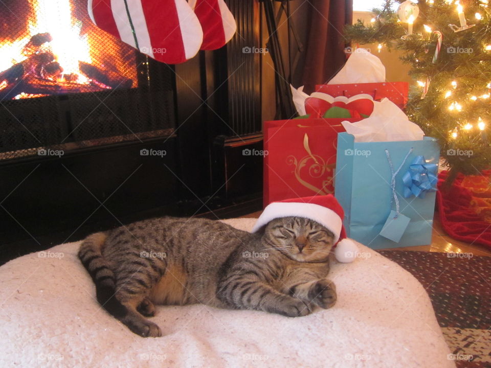 A young tabby kitten sleeping by the fireplace on Christmas Eve with a mini Santa hat waiting for Christmas Day excitedly. 