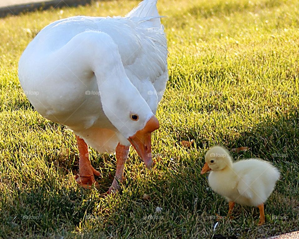 Goose and baby . Goose and baby