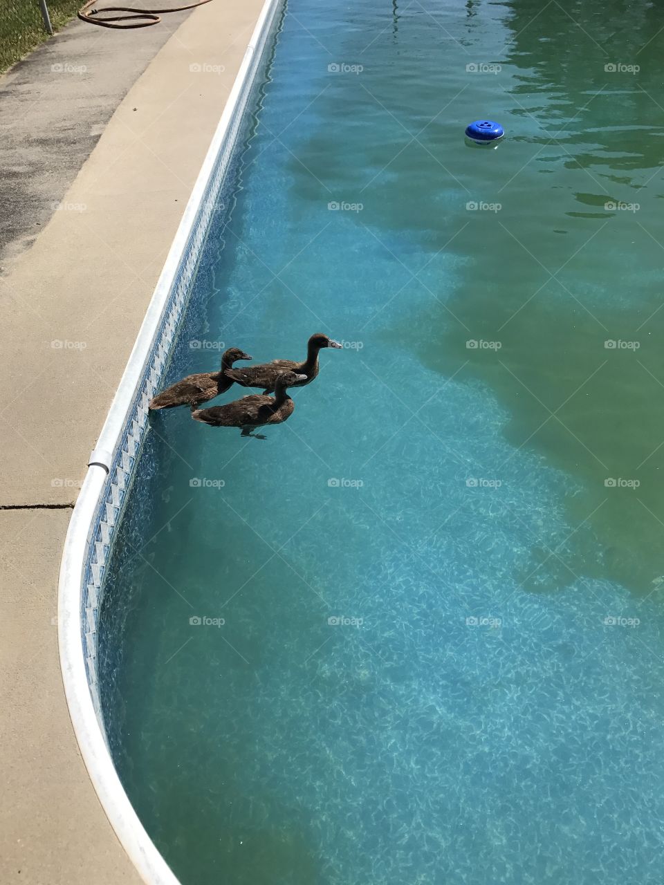 Ducks 