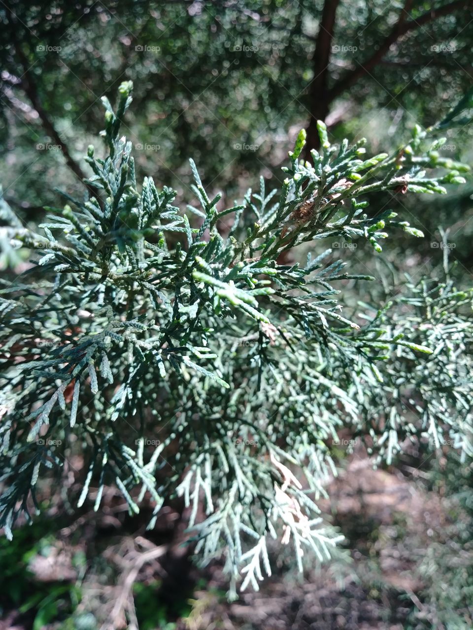 Cedar spruce close-up