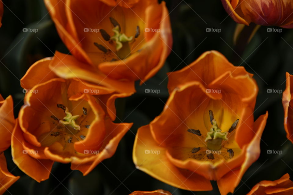 Jardín botánico, Madrid