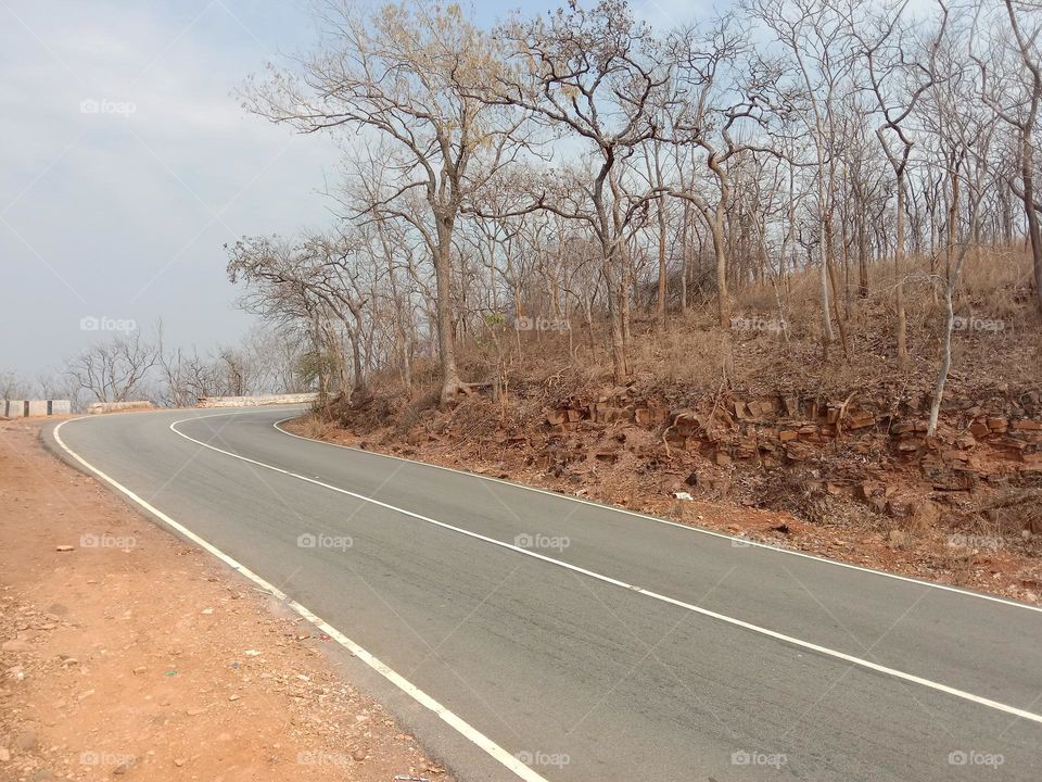 forest road view