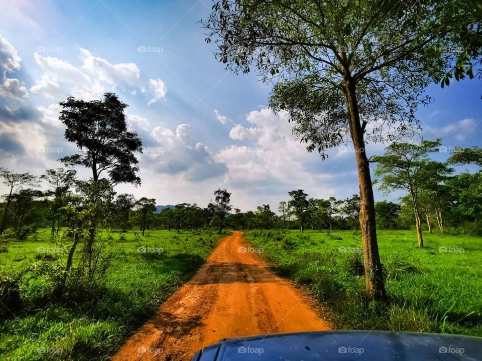 On safari at Kuiburi National Park in Prachuap Khiri Khan, Thailand. This place is famous for its large wild elephant population.