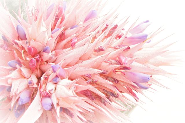 Close-up of flowers