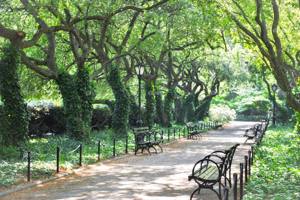 Central Park walkway and benches