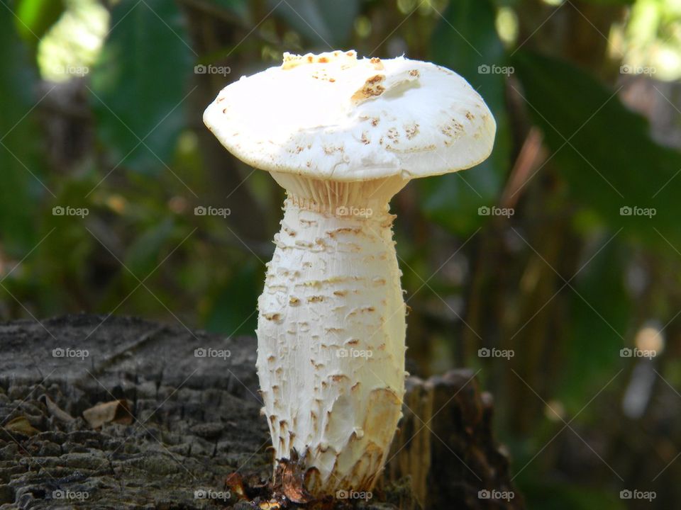 Fungus II. The perfect shape mushroom