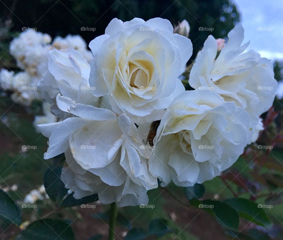 🌼#Flores do nosso #jardim, para alegrar e embelezar nosso dia!
#Jardinagem é nosso #hobby.
🌹
#flor #flowers #flower #pétalas #garden #natureza #nature #flora