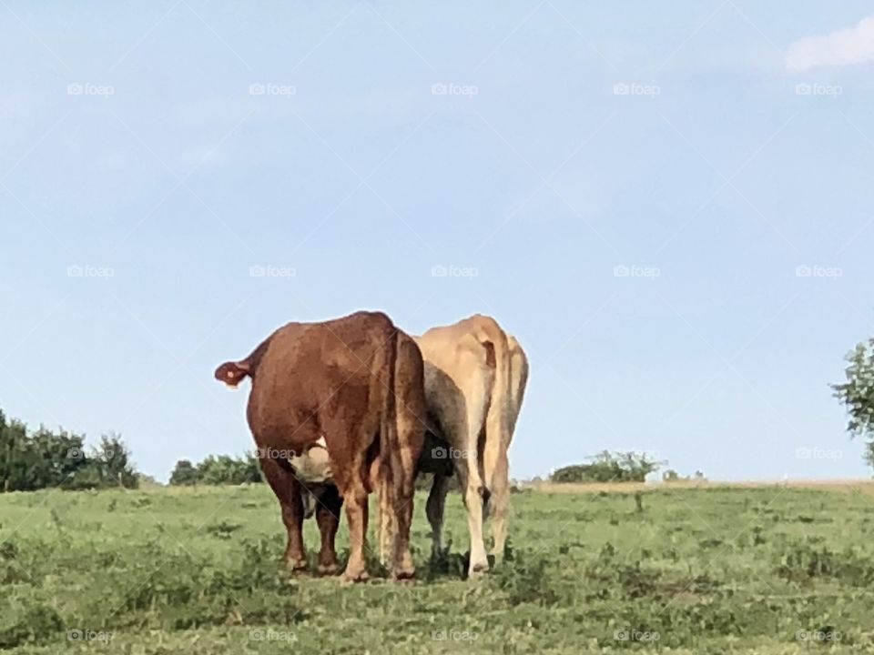 Twin Cow rearends