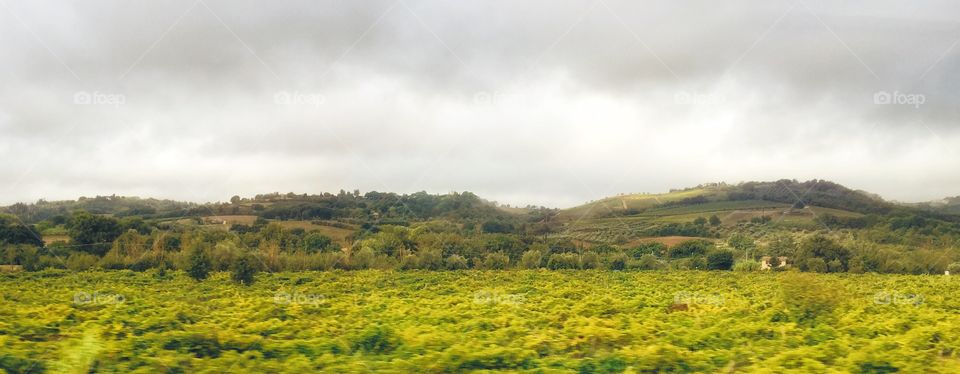 Tuscany Field 