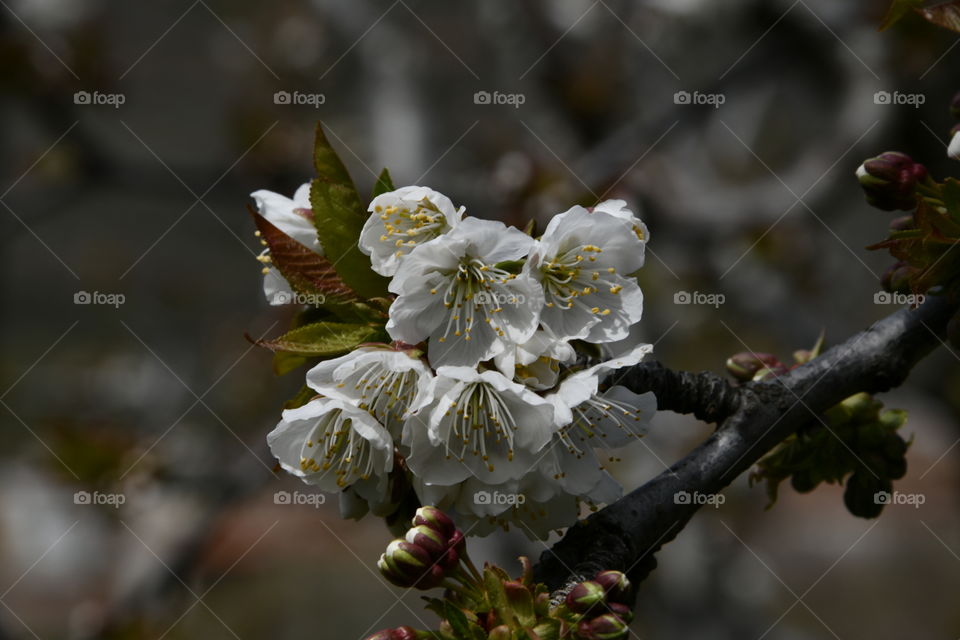 Floración de el valle del Jerte, Extremadura, España
