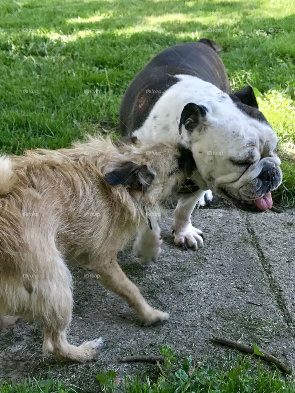 Dog play fighting 