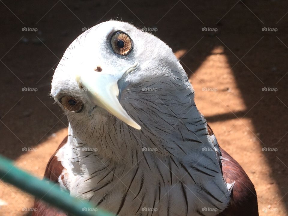 eagle face 