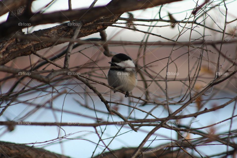 In the branches