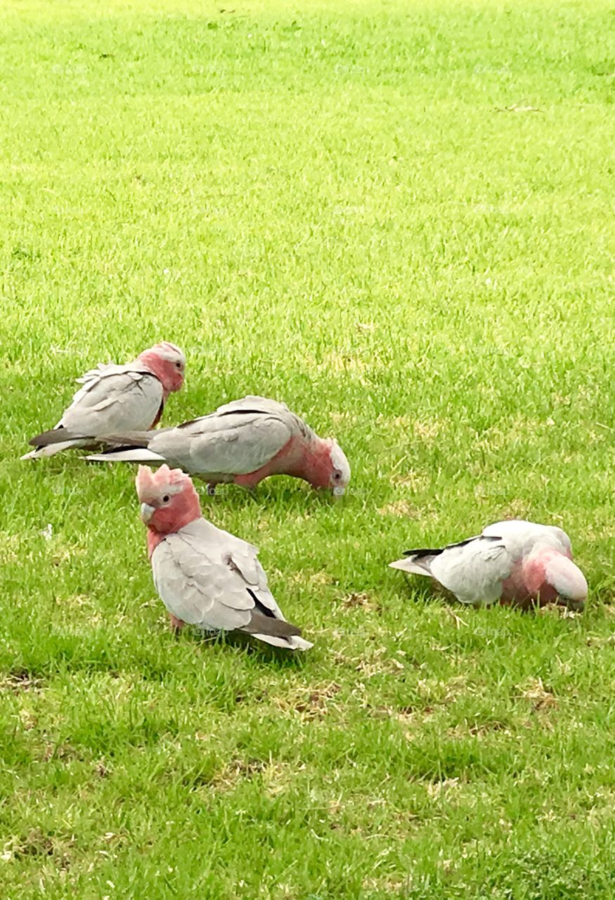 Flock of wild pink Galahs parrots feeding in the grass south Australia 