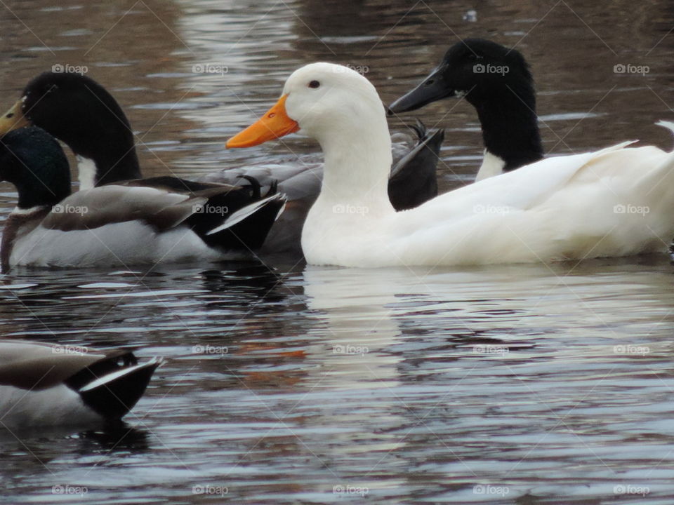 White duck among friends. 