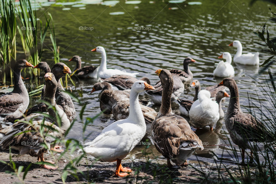 geese in the pond