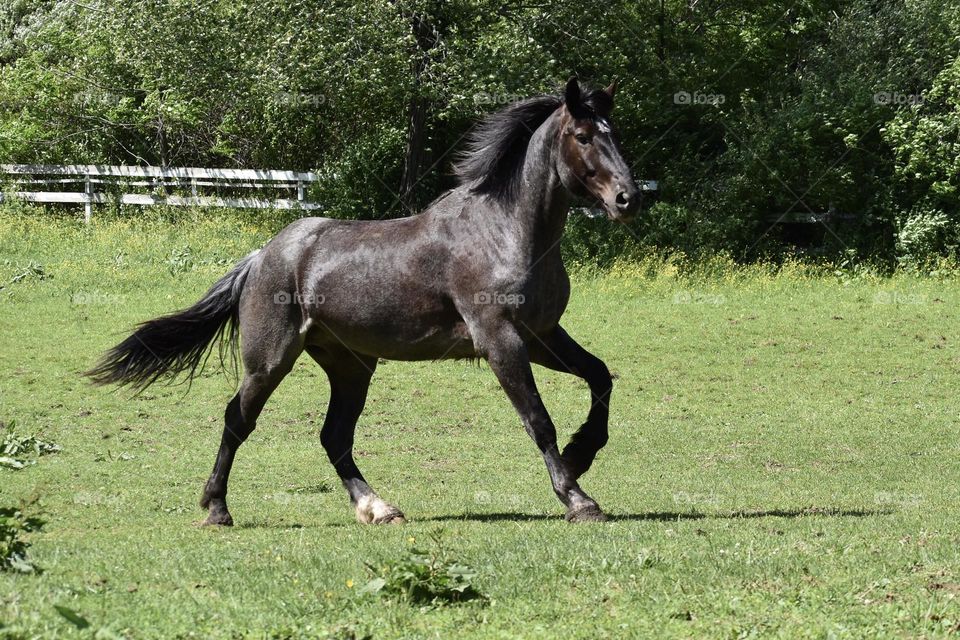 Large Horse Galloping 