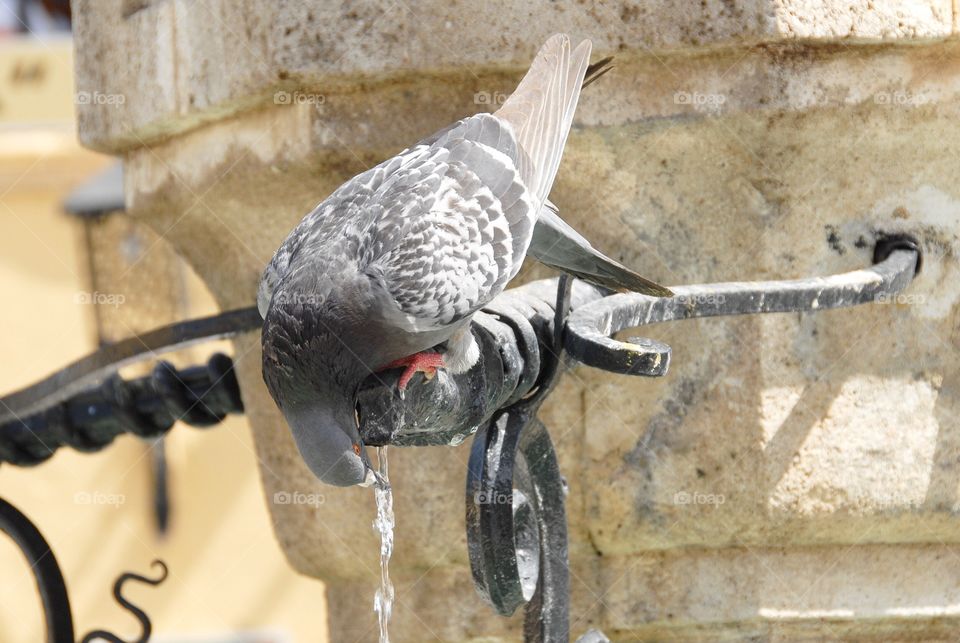 Drinking pigeon