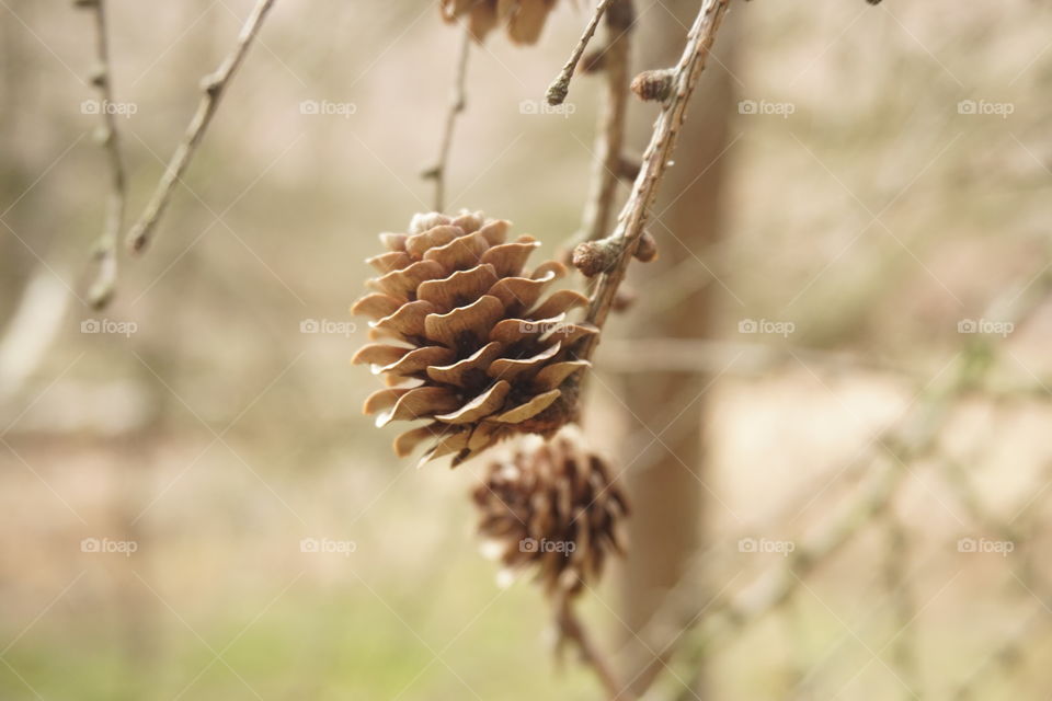 Pinecones on a branch in the middle of the forest 