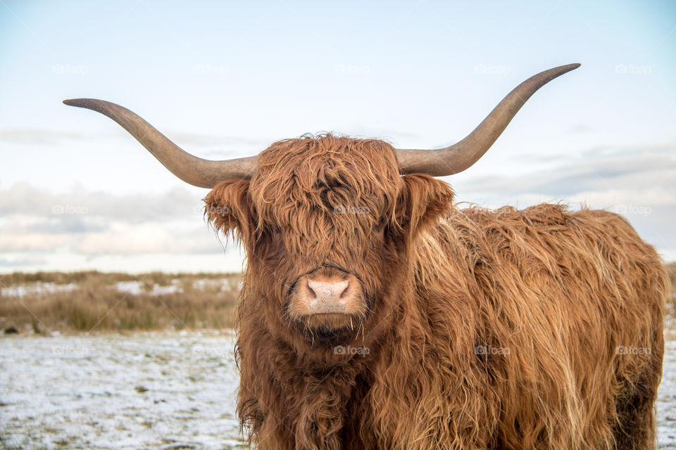 Highland cow 