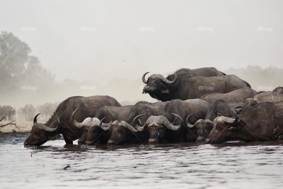 A herd of buffalo 