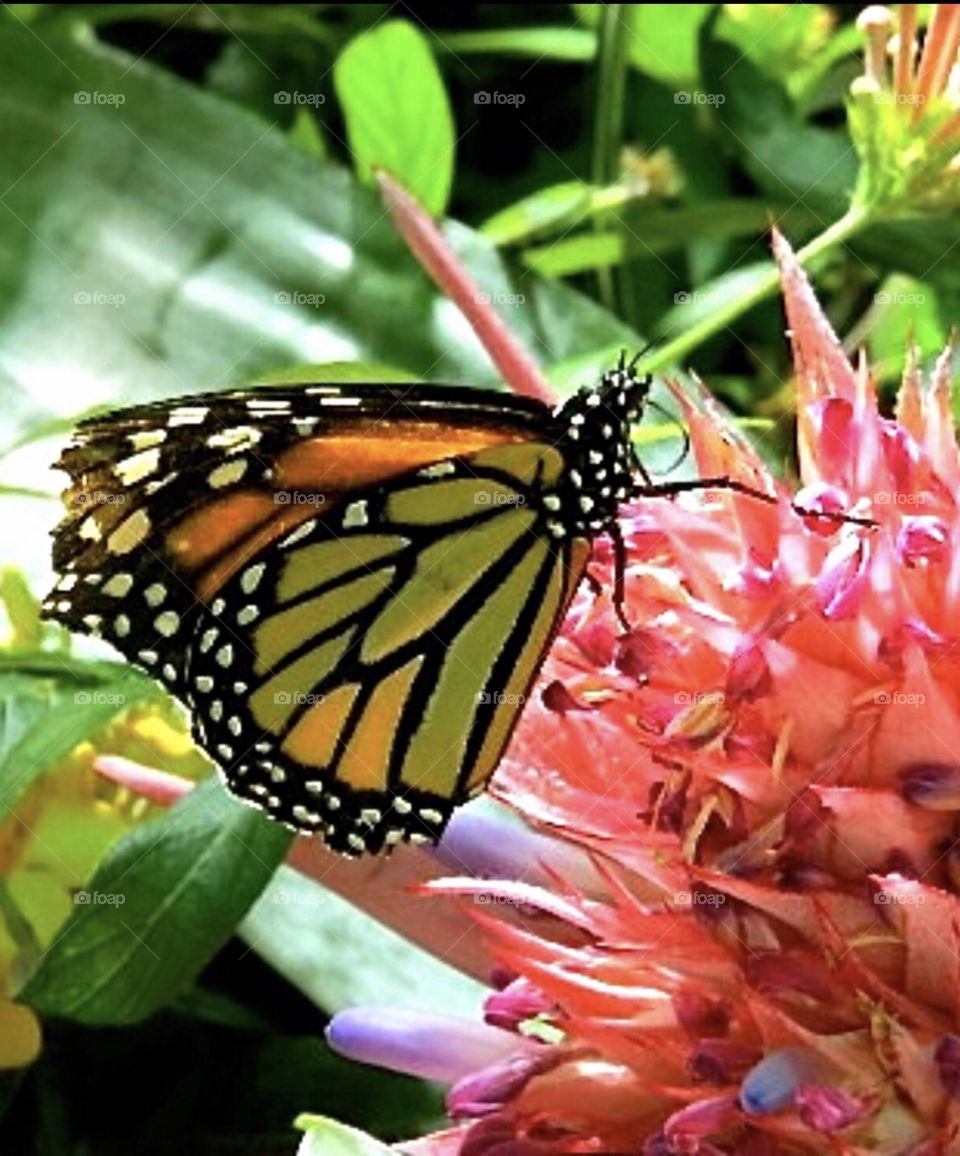 Butterfly on a tropical flower