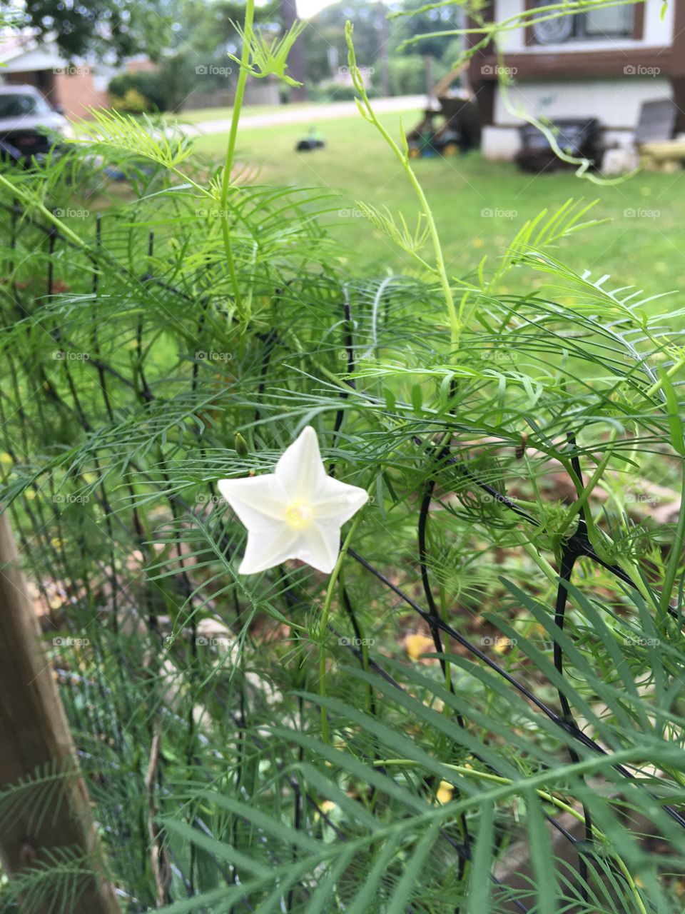 Wow finally! My cypress vine is finally blooming, but white I’ve never seen a white cypress flower.