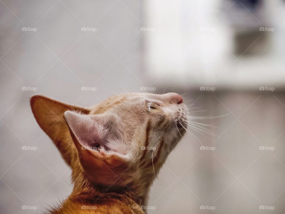 Portrait of an Indian cat