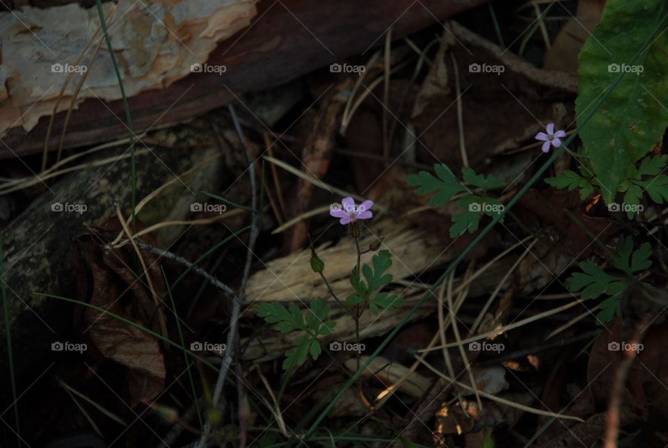 Purple flower in forest
