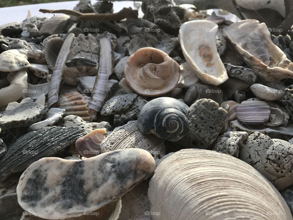 Seashells 