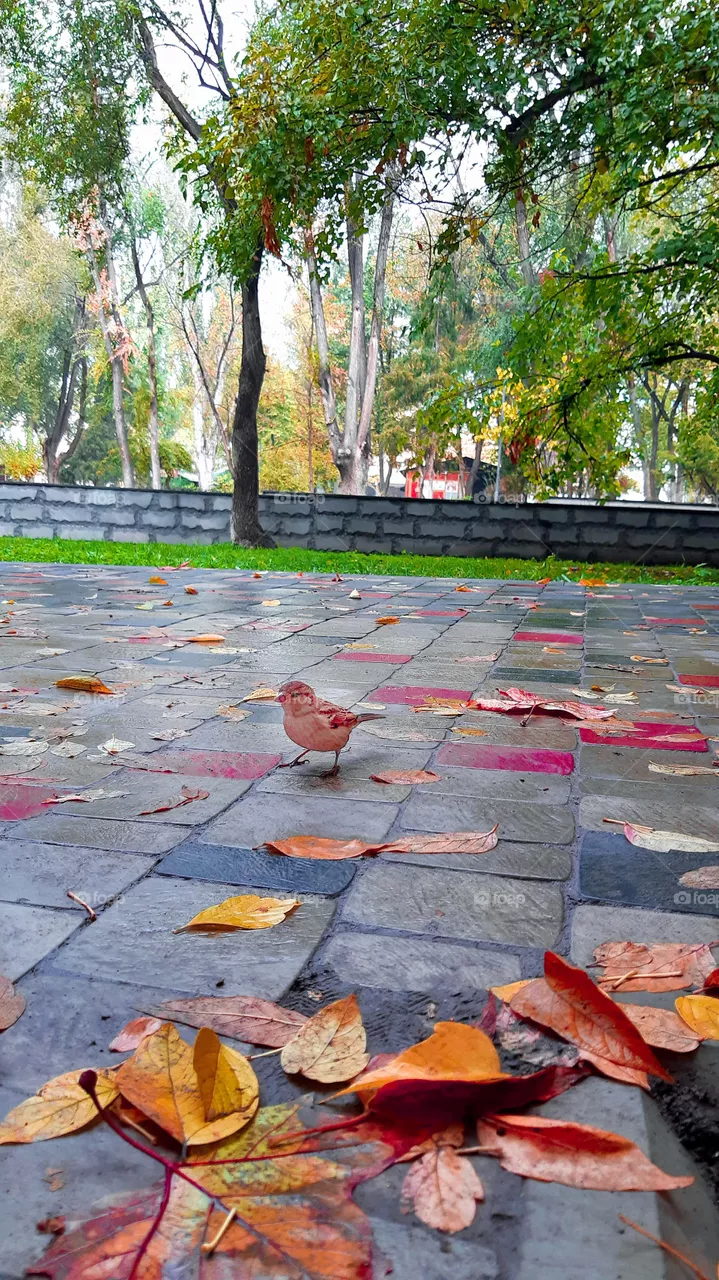 birdie