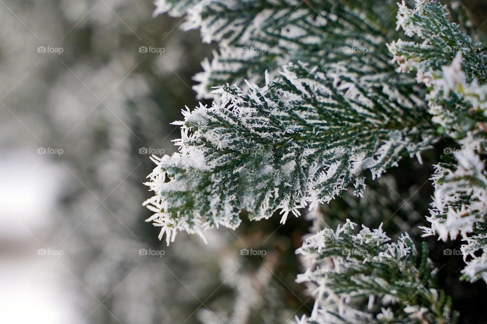 Thuja branch in frost