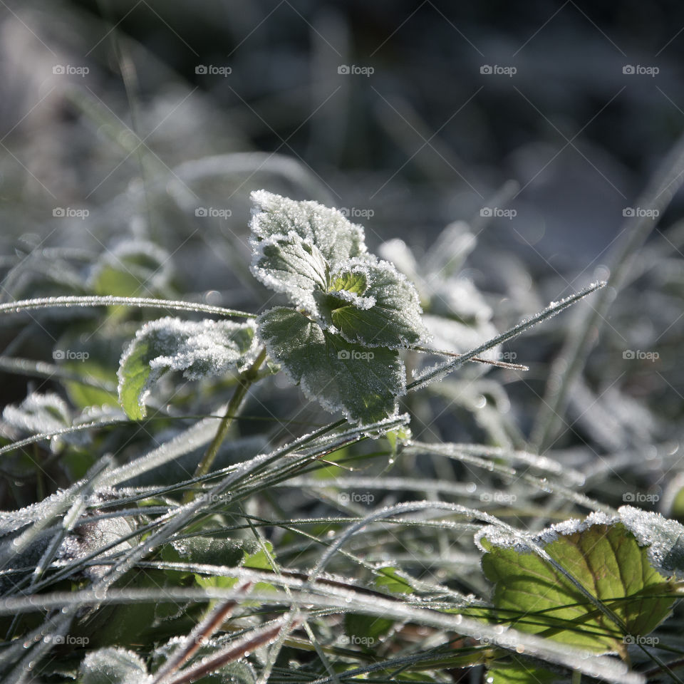 Frosted plant in morning sunshine