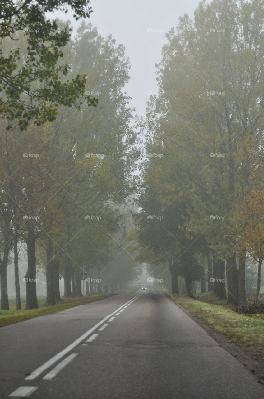 Road, No Person, Tree, Guidance, Fog