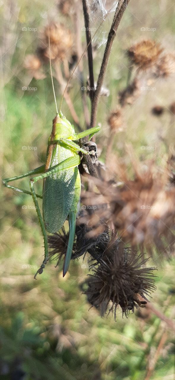 А  ,    что?     Я  на  солнышке   греюсь!