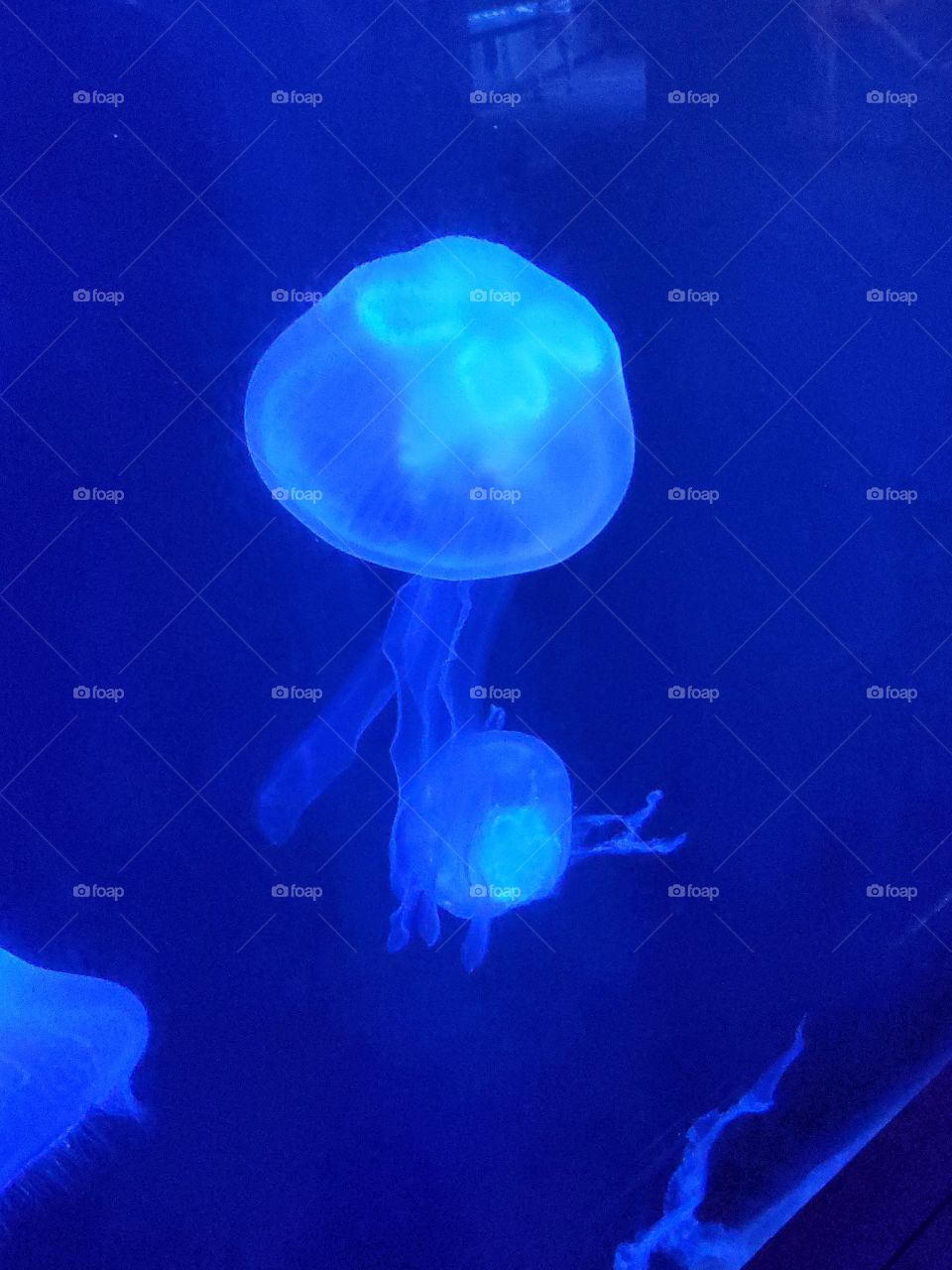 Jellyfish at the Newport Aquarium