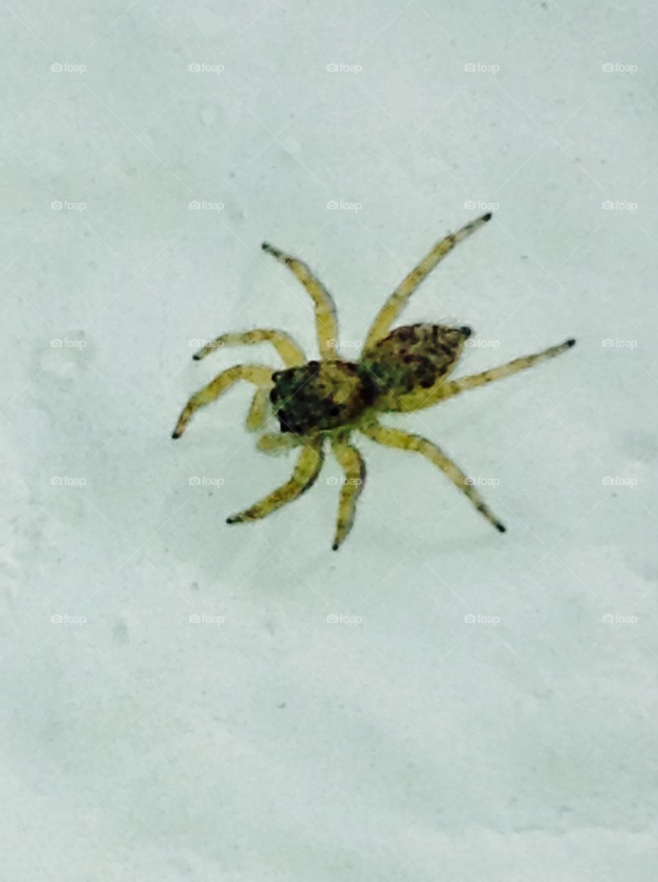 Spider on  wall