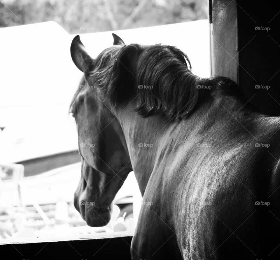 Black and white horse looking out window. 