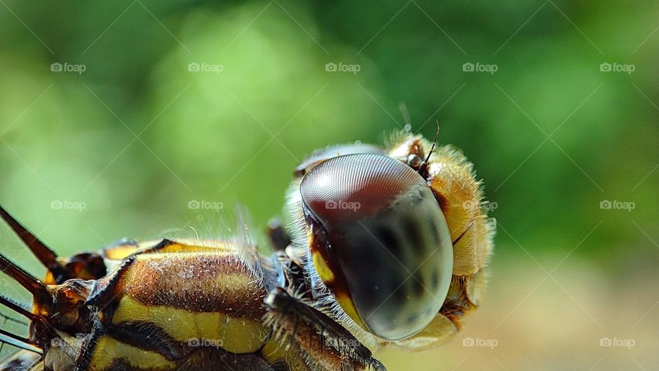 dragonfly closeup