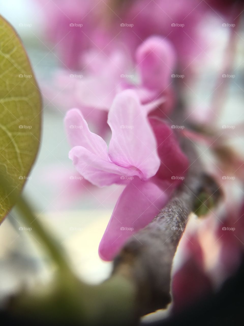 Branch and blossoms 