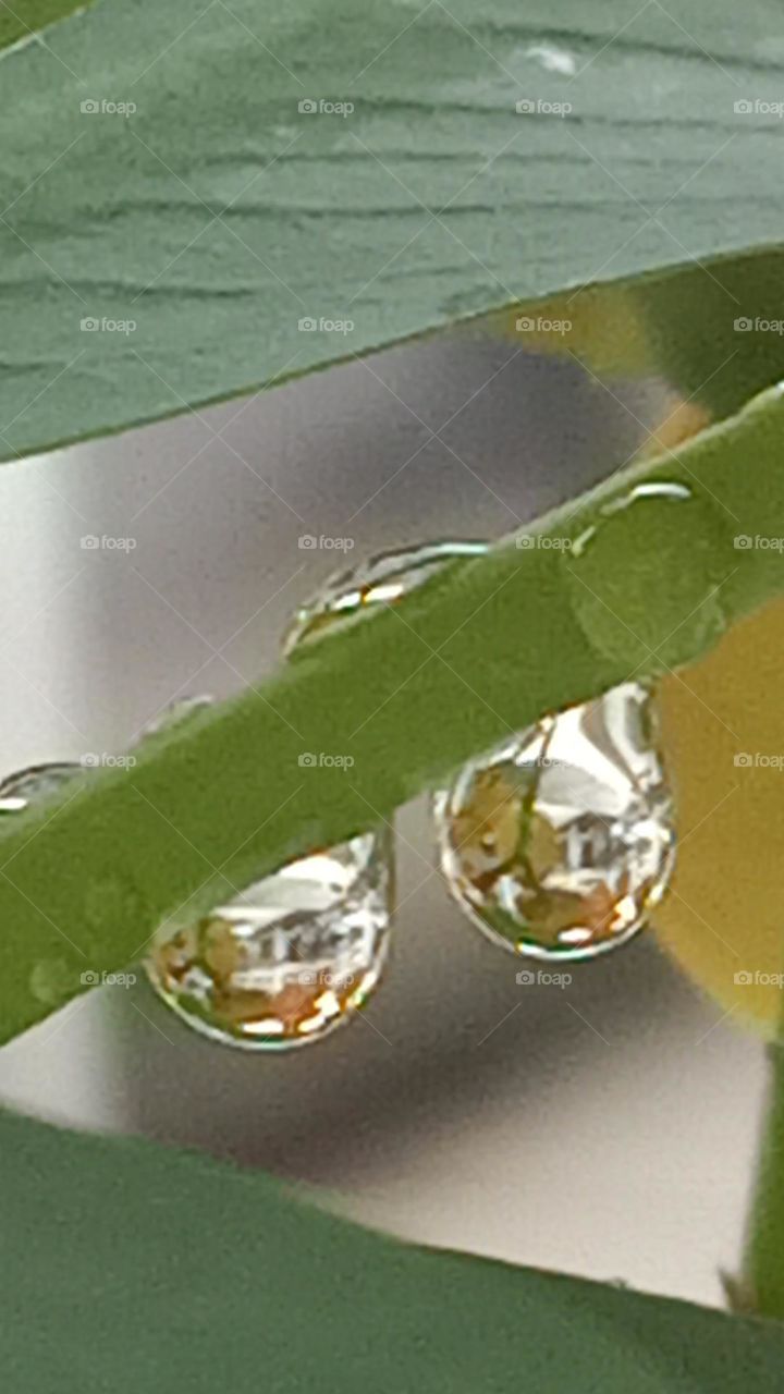 reflection water droplet