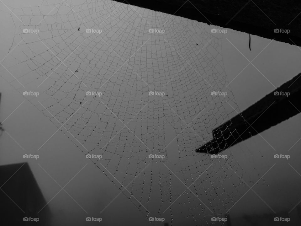 Spider web