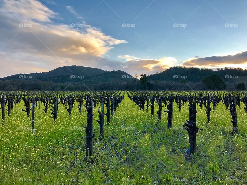 Geyserville Wine Country 