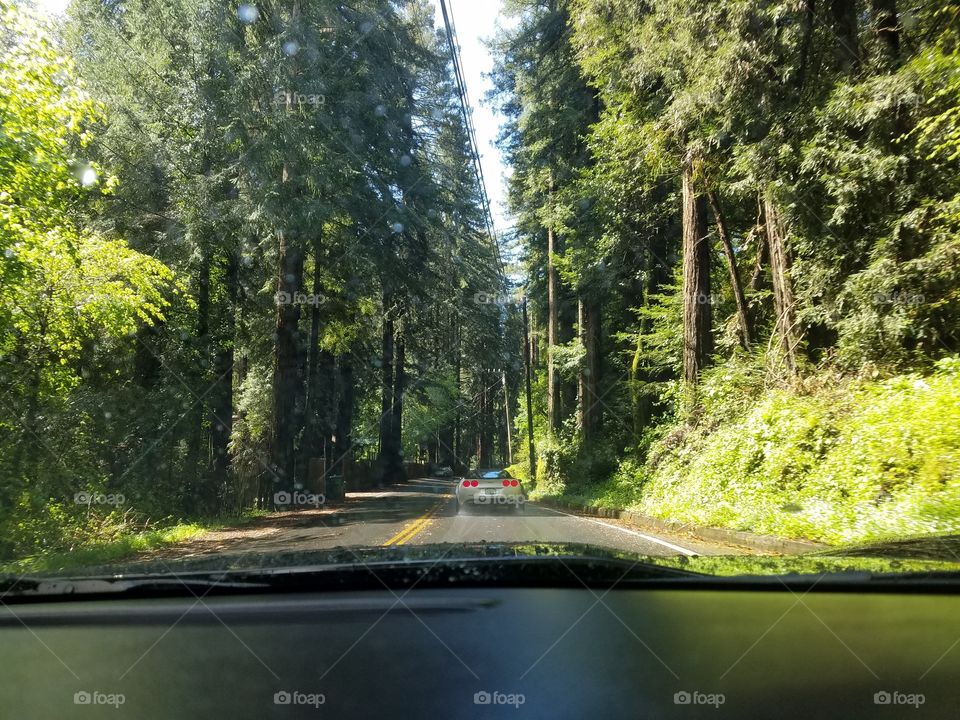 rain forest drive