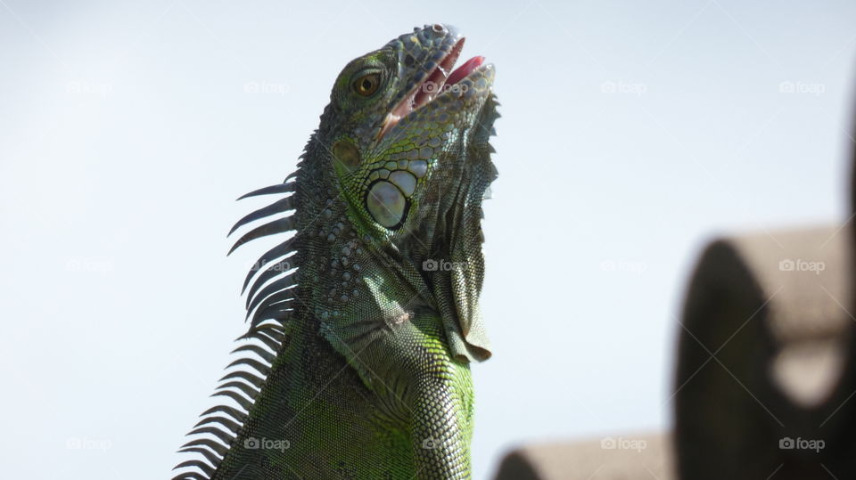 iguana looking towards sun, mouth open, tongue out, showing row of back spines