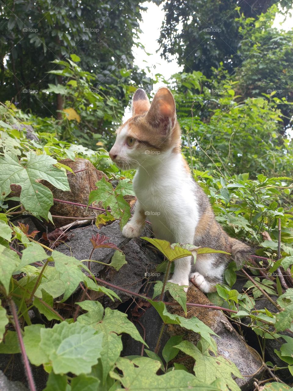 The cute kitten is in the grass garden