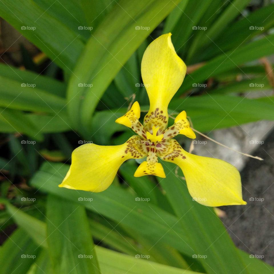 Beautiful Yellow Trimezia!