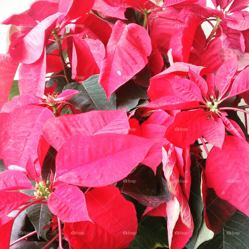 It's the most wonderful time of the year.